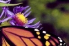 Eco~Friendly Gift Certificates