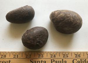 Rainforest DIY Whole Extra Large Tagua Nuts